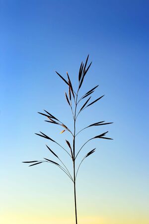 oats silhouette on sunset backgroundの写真素材