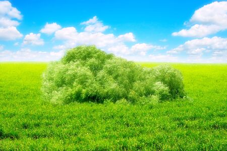 meadow and summer blue sky landscapeの写真素材