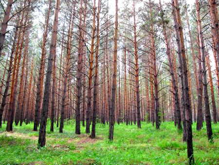 Morning in a pine woodの写真素材