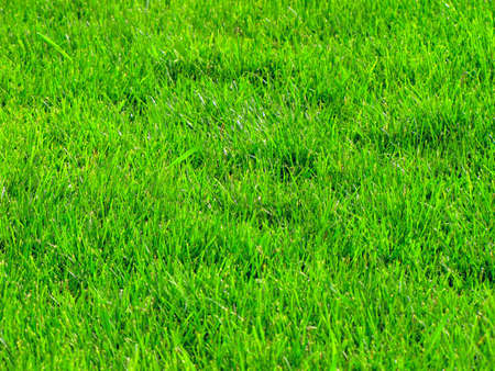 Background of the fresh green grassの写真素材
