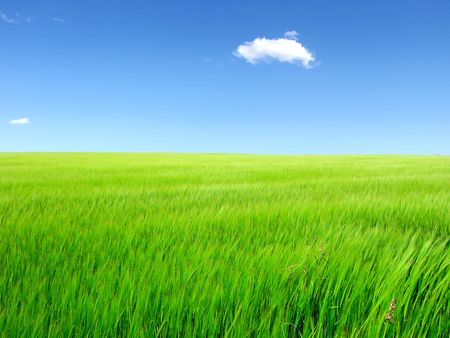 nature background with fresh grass and skyの写真素材