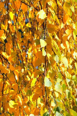 Autumn birch foliage close upの写真素材