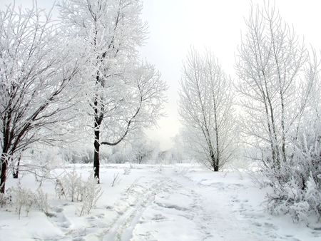 winter snow-covered trees on the early cold morningの写真素材