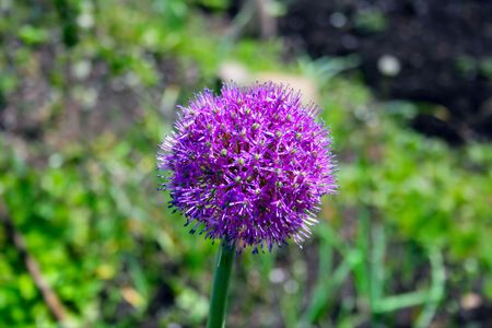 Blooming Allium Giganteum round shape flowerの写真素材