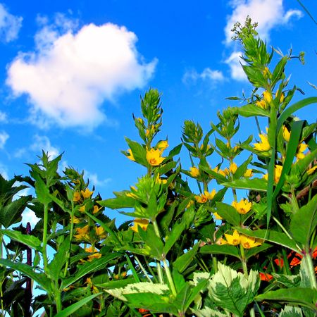 flowers and grass on the blue sky backroundの写真素材