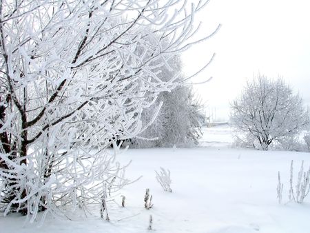 winter snow-covered trees on the early cold morningの写真素材