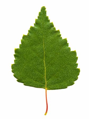 birch leaf isolated on the whiteの写真素材