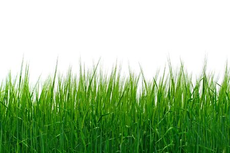 fresh grass isolated on the white