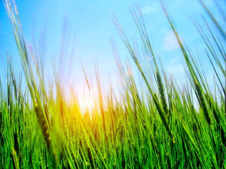 high grass and sunset evening sky の写真素材