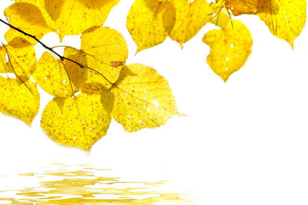 autumn foliage on the white backgroundの写真素材