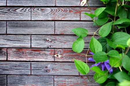Green Leaves on the Wooden Backgroundの写真素材
