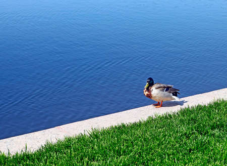 Duck sits near the Lake in the Summer Dayの写真素材