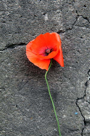Poppy Flower on the cracked stone wall backgroundの写真素材