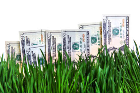 American currency on the Fresh Grass. Dollars growing conceptの写真素材