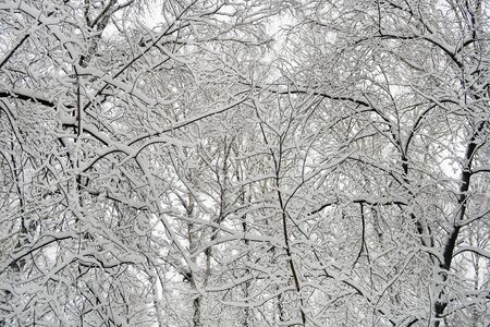 Winter Landscape of the Trees in the Snow