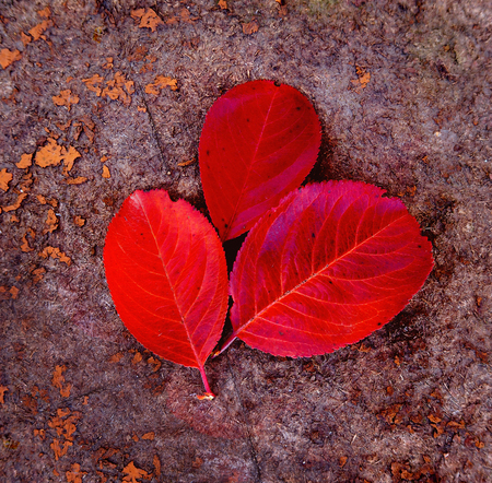 Autumnal Leafs On the Wooden Board Background closeupの写真素材