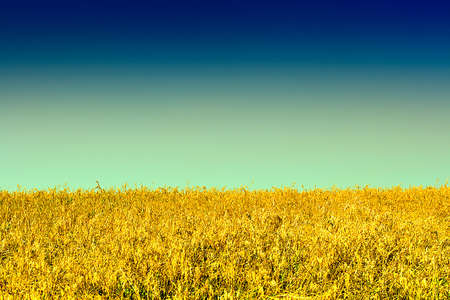 Toned Photo of Wheat Field and the Blue Sky Landscapeの写真素材