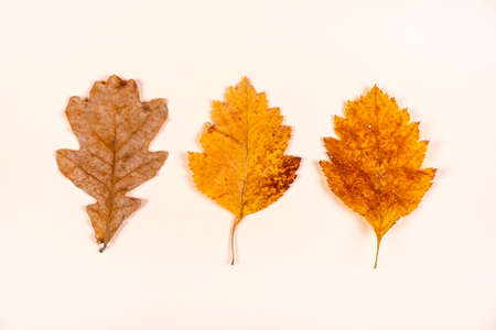 Autumnal Leaves on the Paper Background closeupの写真素材