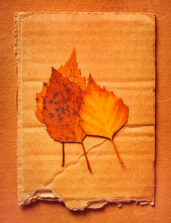 Autumnal Leaves on the Old Paper Background closeupの写真素材