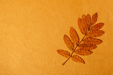 Autumnal Leaf on the Old Paper Background closeupの写真素材