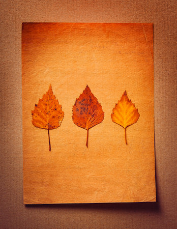 Autumnal Leaves on the Old Paper Background closeupの写真素材