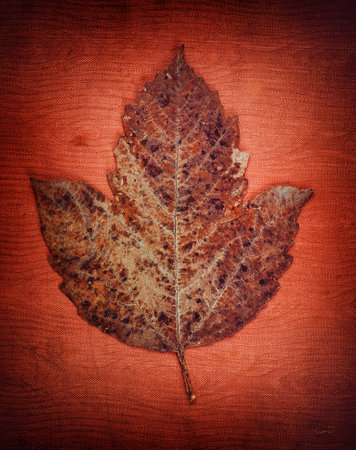 Autumnal Leaf on the Old Red Fabric Background closeup
