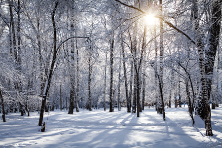 Winter Forest Landscape in the Sunny Dayの写真素材