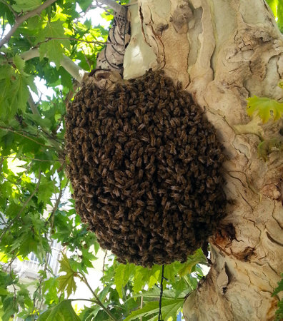 honey beesの写真素材