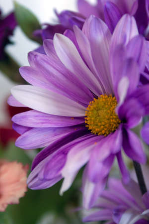 Floraの写真素材
