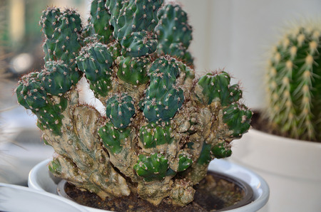 Cereus Peruvianus monstrosa and Echinocactus grusonii, macroの写真素材