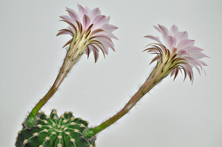Queen of the night cactus with blossomsの写真素材