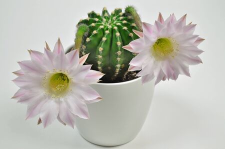 Queen of the night cactus with blossomsの写真素材