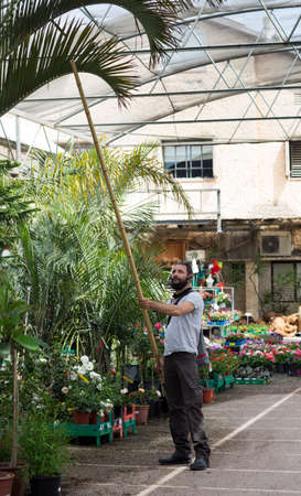 Israeli Man holding a bamboo log in hands. Portrait of American Caucasian bearded man buying bamboo in hypermarket, garden center. Russian buyer chooses decorative fence from bamboo in wood store.の写真素材