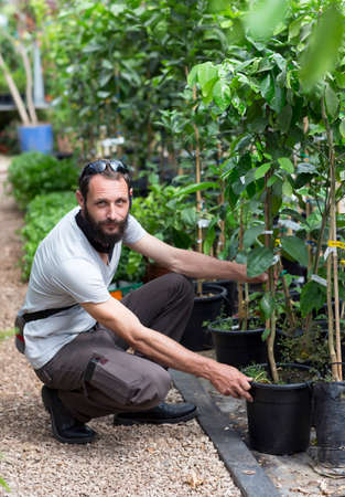handsome American Caucasian bearded man wearing sunglasses in buying pot at garden center. Russian buyer chooses the plants to buy in flower shop. Happy gardener in a greenhouse choosing a Fruit Treesの写真素材