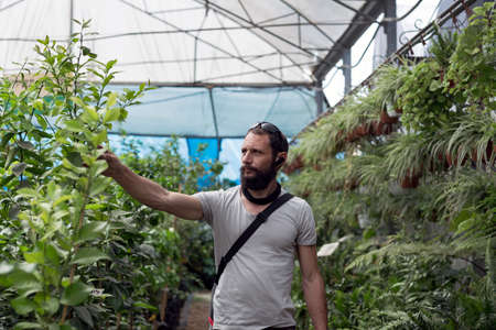 handsome American Caucasian bearded man wearing sunglasses in buying pot at garden center. Russian buyer chooses the plants to buy in flower shop. Happy gardener in a greenhouse choosing a Fruit Treesの写真素材