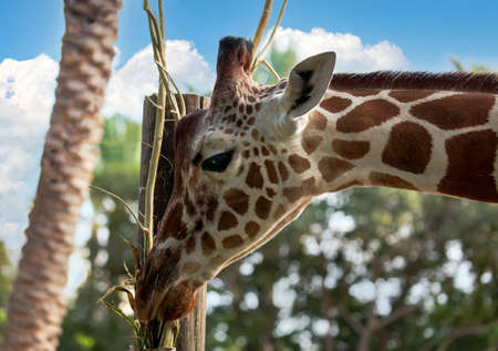 Giraffe eats grass. Portrait of a giraffe (giraffa camelopardalis) is an african even-toed ungulate mammal. funny giraffe coming out of the clouds. Cute giraffe head on blue sky background looks happyの写真素材