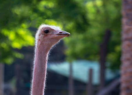 Head shot of an african ostrich looking at the camera on the blurred green forest background. Side view with copy space for your text. Close-up a bird ostrich's face with long neck and pink beak.の写真素材