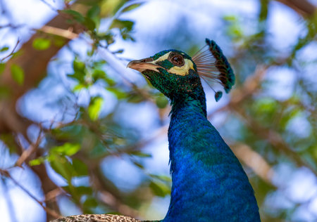 Female peacock walking amongst foliage. Close up of peacock bird against green foliage background in zoo. A large male wild turkey from the side looking with eye on a summer day. Peacock Stock Photosの写真素材