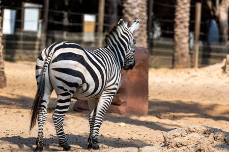 Stripes and tail of zebra. African wild animal standing on sand. Rear view of zebra on field. Portrait of animal, back view at the zoo against a palm trees background. Animals in the wild, posterの写真素材