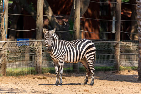 Burchell's Zebra (Equus burchelli) standing on sand. African wild animal that looks like a horse, with black and white lines on its body. Adorable zebra looking into the camera. Funny zebra faceの写真素材