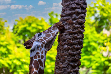 Portrait of large giraffe (Giraffa camelopardalis) eating a tree trunk on blue sky background. Positive and funny scene of a giraffe stretches his neck to reach palm fronds, selective focusの写真素材