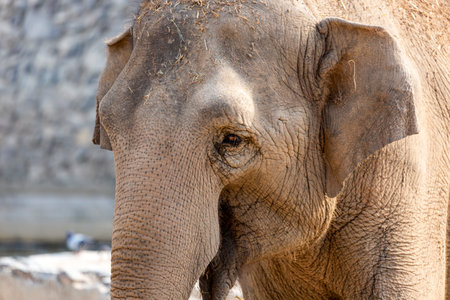 Happy and cheerful African baby elephant. Close up skin texture, open eye. Front View Of Old cute elephant walking on savanna. Exotic animal, poster. head of Young Indian elephant. He smiling happyの写真素材
