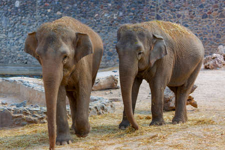 A huge adult African elephants walking in a zoo against a stone wall background. Two big Elephant partners affectionately playing and walking. elephant walking alongside its motherの写真素材