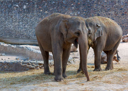 Group of African elephants walking and eating hay against a stone wall background. Two elephant partners affectionately playing. elephant running alongside its mother, touching each other gentlyの写真素材