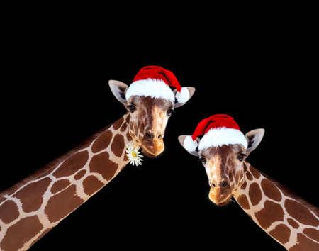 Funny Giraffes heads in Santa Claus hat good isolated on black background. Portrait of Beautiful Cute Face Giraffa with christmas hat. Santa giraffe. Happy Giraffe's head face with long neck. New Yearの写真素材