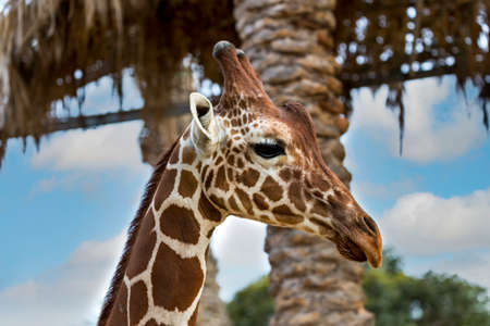 Giraffe with long neck with funny facial expression. Selective focus of cute giraffe (giraffa camelopardalis) is an african mammal in the background of clouds, blue sky, trees and palms. Animals faceの写真素材