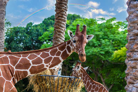 Selective focus of funny Giraffe. Portrait of giraffa camelopardalis is an african mammal. The background has palm leaves, Rainbow, blue sky and beautiful baby giraffe, eating dry hay from a feederの写真素材