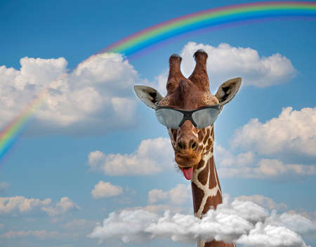 Funny giraffe (giraffa camelopardalis) coming out of the clouds shows tongue with black sunglasses. Macho with cool sunglasses over rainbow and blue sky clouds background, teasing, making a face.の写真素材