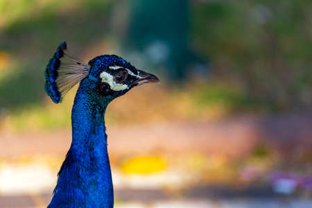 Horizontal image of a blue male peacock showing just it's head and neck with a blurred background. Colorful portrait in profile peacock's head. Pavo cristatus or Indian peafowl, Blue peacockの写真素材