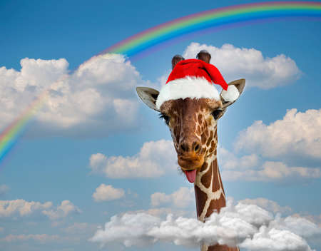 New Year's giraffe in Santa Claus hat coming out of the clouds shows tongue. Rainbow and blue sky. Giraffe is teasing above cloud with stuck (sticking) out his tongue, making a face. Lgbtq christmasの写真素材